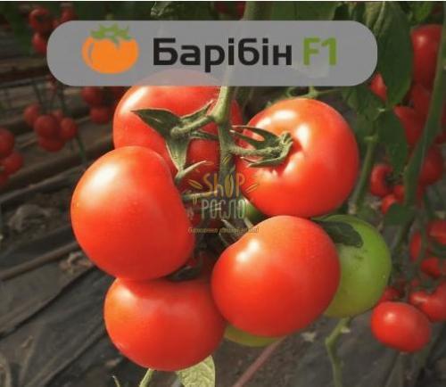 Семена томата Барибин F1, индетерминантный ранний гибрид, "Syngenta" (Швейцария), 500 шт