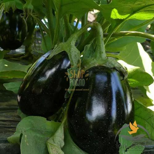 Насіння баклажану Чемодан F1, ранній округлий гібрид, "Spark Seeds" (США), 1 000 шт (Акция)