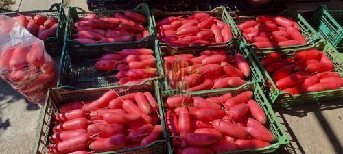 Семена редьки Дайкон КS  50 F1, среднеспелый гибрид, красная, Kitano Seeds (Япония), 10 г