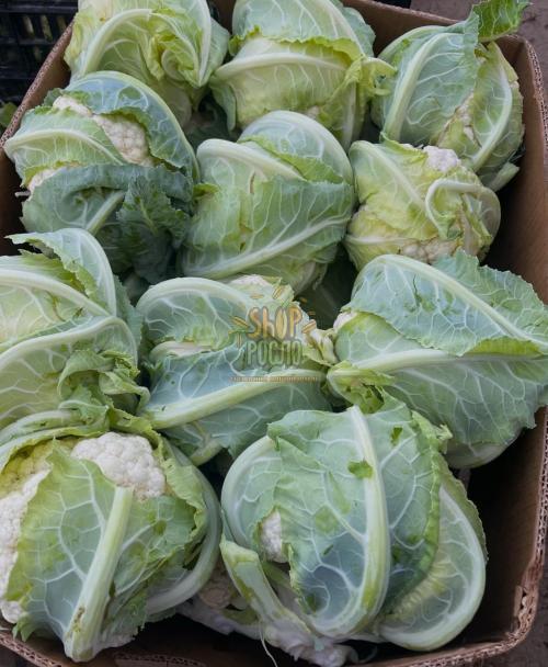 Насіння капусти  цвітної Новарія F1, середньоранній гібрид, "Enza Zaden" (Голландія), 2 500 шт