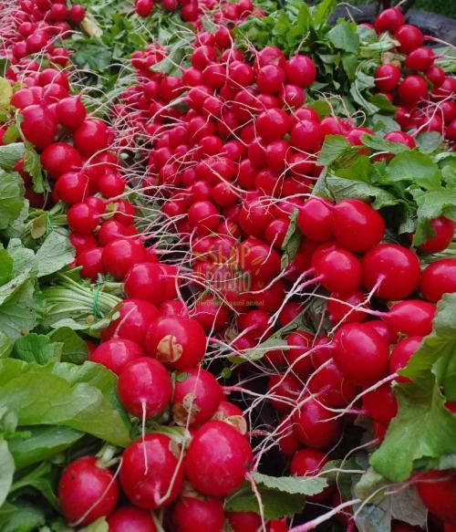 Семена редиса Арли F1, ранний гибрид, "Rijk Zwaan" (Голландия), 25 000 шт (2,75-3,0)