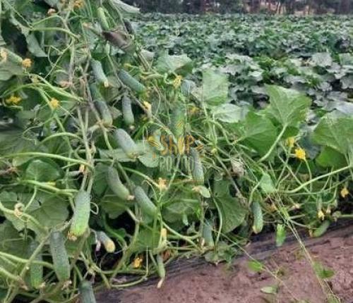 Насіння огірка Дерія F1, ранній гібрид, партенокарпічний, "Enza Zaden" (Голландія), 50 шт (Фас)