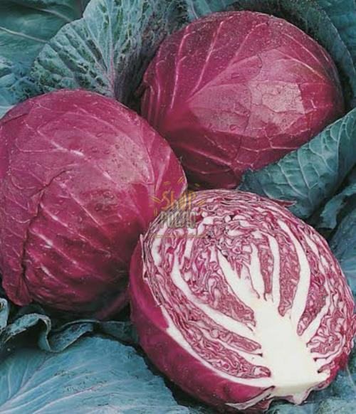 Насіння капусти червоноголової Олена (Алена) F1, середньостиглий гібрид, Коуэл (Німеччина), 10 г