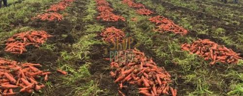 Насіння моркви Болівар F1, середньостиглий гыбрид, "Clause" (Франція), 50 000 шт (1,6-1,8) Фас.