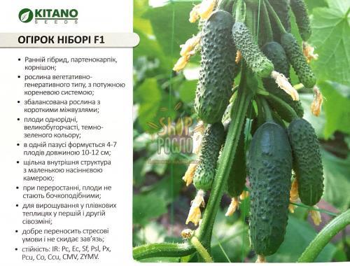 Насіння огірка Ніборі (KS 90) F1, ранній партенокапічний гібрид, "Kitano Seeds" (Японія), 250 шт