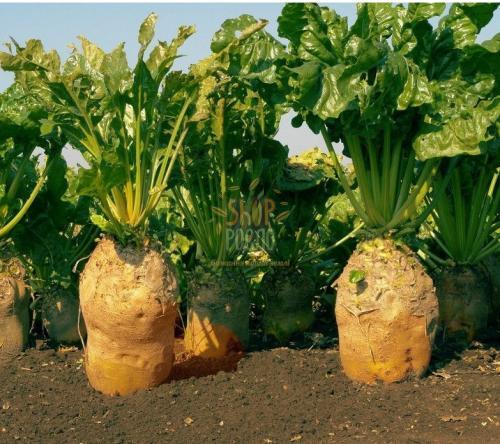 Насіння буряку Урсус Полі (Україна), 20 кг