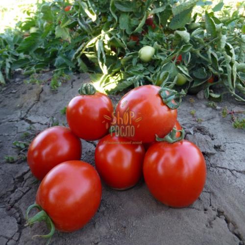 Семена томата 9969 F1, детерминантный, ранний гибрид,"Spark Seeds" (США) , 5 000 шт