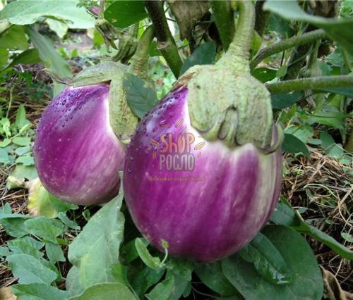 Насіння баклажану Б'янка Сфумата Ді Роса, середньоранній сорт, "Sais" (Італія), 0,5 г