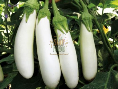 Насіння баклажану Мобі Дік F1, ранній білий гібрид, Libra Seeds (Італія), 250 шт