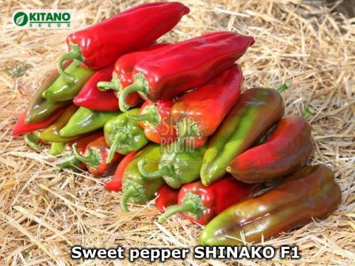 Насіння перцю Шинако F1 (КС 2458 F1 / KS 2458 F1), ранній тип капія, гібрид, "Kitano Seeds" (Японія), 500 шт