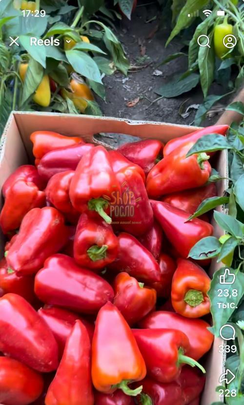 Насіння перцю Моноліт F1, середньоранній червоний гібрид,"Lucky Seed" (Україна), 500 шт