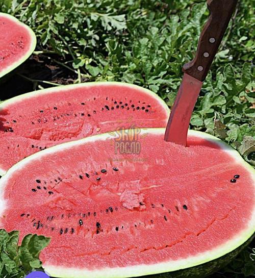 Насіння кавуна Ледус F1,ранній гібрид, "Lark Seed" (США), 1 000 шт