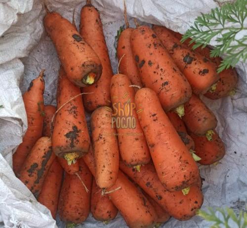 Насіння моркви Абако F1, надранній гібрид, "Seminis" (Голландія), 1 млн.шт (1,6-1,8)