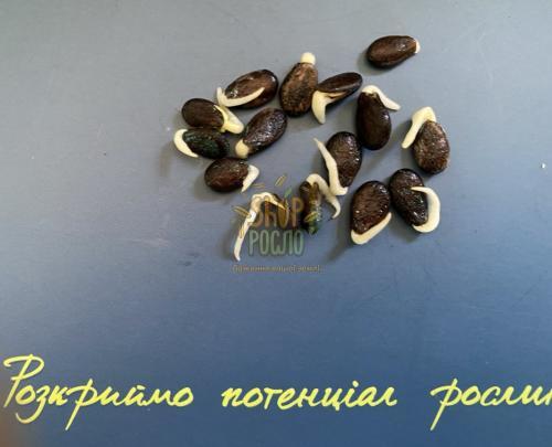 Семена арбуза Галактика F1,10.2024 г.ранний сорт,Оригинал, Burgen Tohum (Турция), 500 г