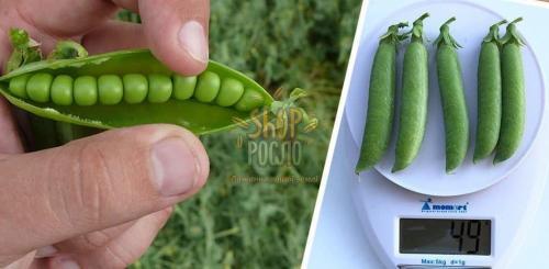 Семена гороха Мегасайз, ультраранний сорт, "Spark Seeds" (США), 2 500 шт