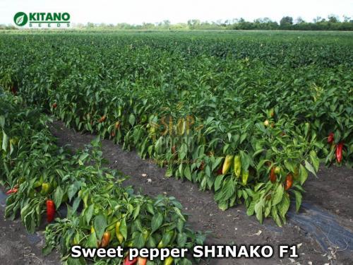 Насіння перцю Шинако F1 (КС 2458 F1 / KS 2458 F1), ранній тип капія, гібрид, "Kitano Seeds" (Японія), 100 шт