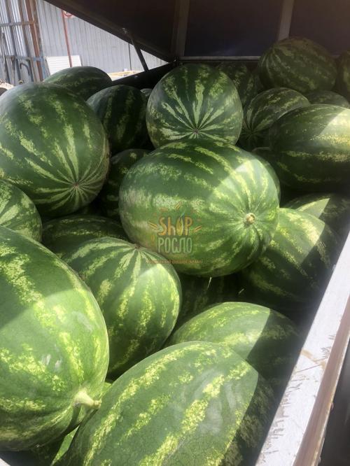 Семена арбуза Астрахан F1, среднеранний гибрид, "Syngenta" (Швейцария), 1 000 шт