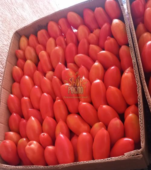 Насіння томату Улісе F1,кущовий ранній гібрид, "Syngenta" (Швейцарія), 2 500 шт