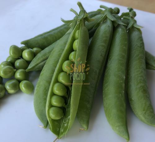 Насіння гороху Мегасайз, ранній овочевий сорт, "Spark Seeds " (США), 2 500 шт