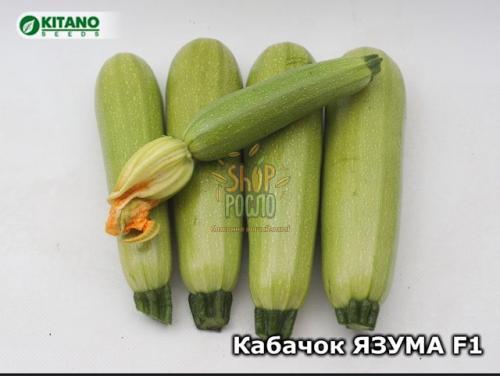 Семена кабачка Язума F1 (KS 3714 F1), ранний гибрид, "Kitano Seeds" (Япония), 500 шт