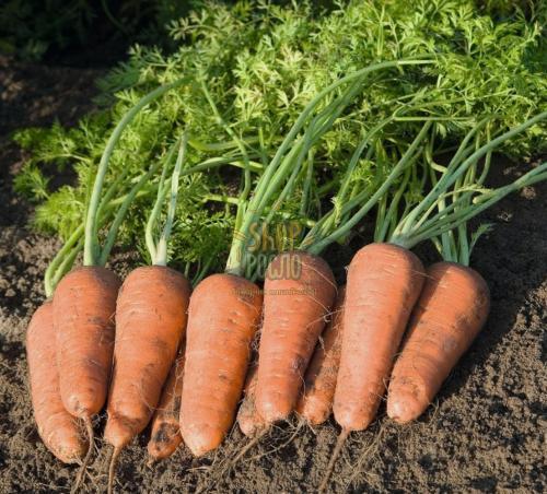 Семена моркови Курасао F1, ранний гибрид, 2025 г, тип шантане,"Bejo" (Голландия), 100 000 шт (1,8-2,0)