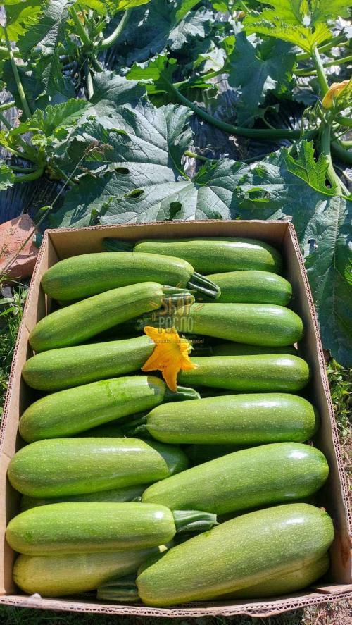 Семена кабачка Искандер F1, ультраранний гибрид, "Seminis" (Голландия), 500 шт