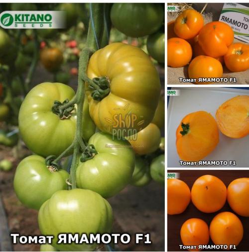 Насіння томату  Ямамото (KS 10) F1, індет. ранній жовтий гібрид,"Kitano Seeds" (Японія), 500 шт