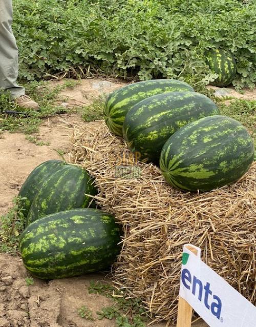 Семена арбуза Мирсини F1,среднеранний гибрид,  Syngenta (Швейцария), 1 000 шт