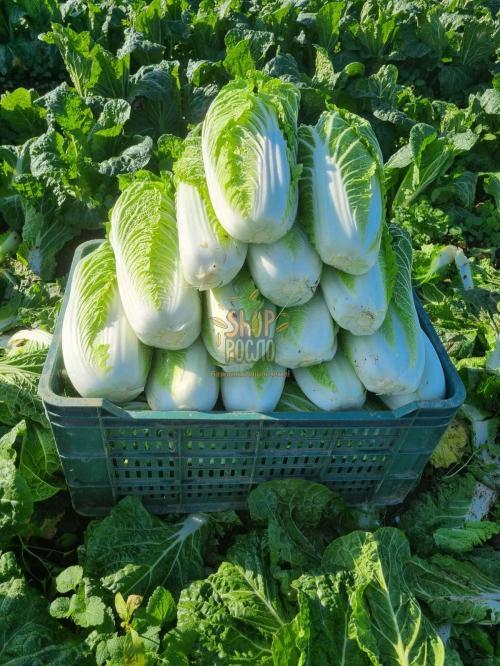 Насіння капусти пекінської Тенсай F1, ранній гібрид, "Kitano Seeds" (Японія), 1 000 шт