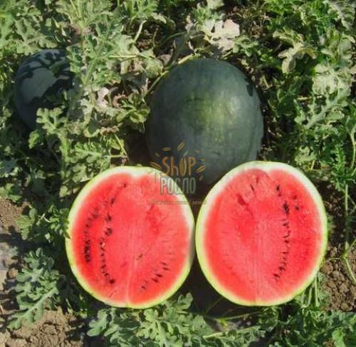 Семена арбуза Лориан F1, ранний гибрид, Syngenta (Швейцария), 1 000 шт