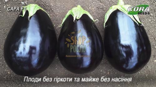 Семена баклажана Сара  F1 , ранний гибрид, "Cora SEEDS" (Италия), 500 шт (Акція)