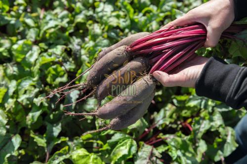 Семена свеклы Таунус F1,средний  гибрид, столовая, "Bejo" (Голландия), 10 000 шт