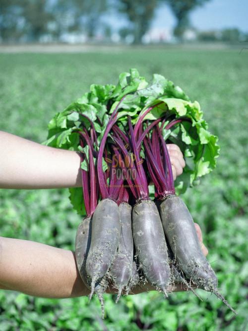 Семена свеклы Таунус F1,средний  гибрид, столовая, "Bejo" (Голландия), 10 000 шт