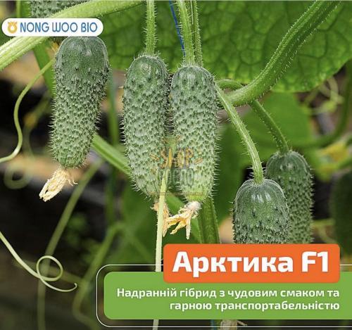 Насіння огірка Арктика F1, ранній гібрид, партенокарпічний, "NongWoo Bio" (Корея), 1 000 шт