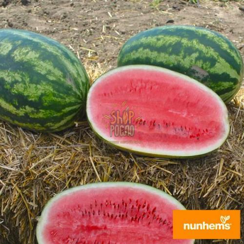 Насіння кавуна Леді F1 ,ранній гібрид, "Nunhems Bayer" (Голландія), 50 шт (Фас)