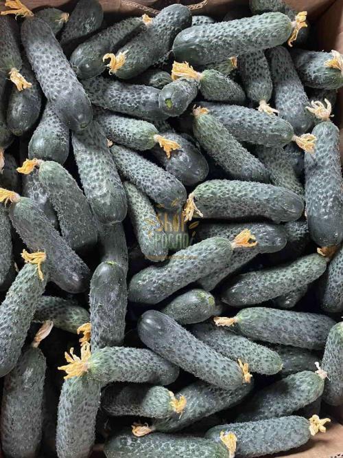 Насіння огірка Ніндзя F1, ранній партенокарпічний гібрид, "Hazera" (Ізраіль), 1 000 шт