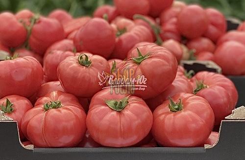 Насіння томату Макан (44235) F1, полудетермінантний ранній гібрид, рожевий, "Clause"  (Франція), 1 000 шт