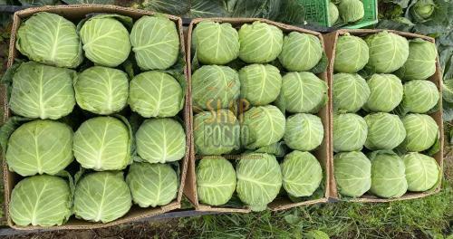 Семена капусты белокочанной Капитал F1, ультраранний гибрид, "Spark Seed" (США), 2 500 шт