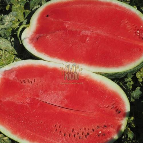 Семена арбуза Амина F1, ранний гибрид, "Clause" (Франция), 1 000 шт