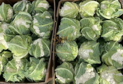 Насіння капусти цвітної Сантамарія (26-58) F1, середньоранній гібрид, "Rijk Zwaan" (Голландія), 2 500 шт