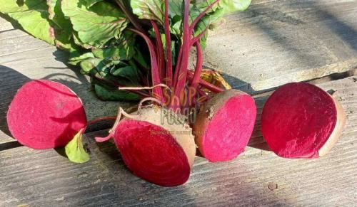 Насіння буряку Детройт, середній столовий сорт, " Pop Vriend Seeds (Голландія) Hazera, 100 г (Фас)