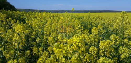 Семена сидерата Горчицы, 1 кг, (Украина)  ВЕСОВАЯ, 1 кг