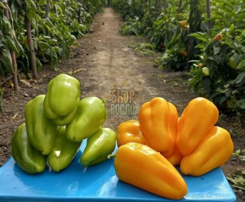 Семена перца Пироует F1, ранний гибрид, конический, "Syngenta " (Швейцария), 500 шт