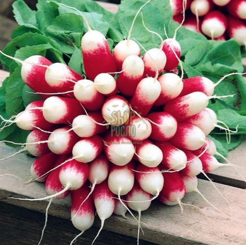 Насіння редису Дует , ранній тип французького завтраку,"Коуел"  (Німеччина), 20 г