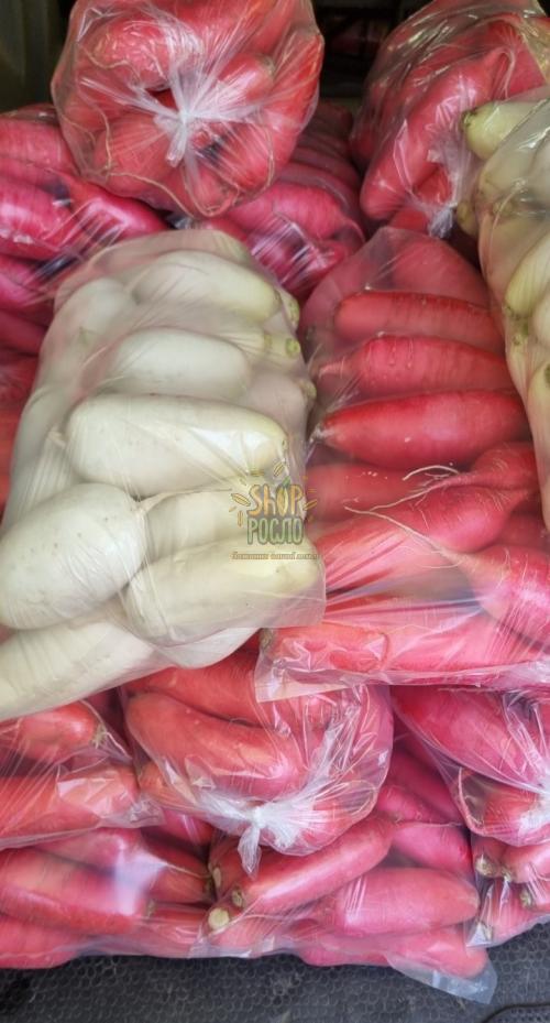 Семена редьки Дайкон КС 100 F1/ КS 100 F1, ранний гибрид, белый, Kitano Seeds (Япония), 10 г