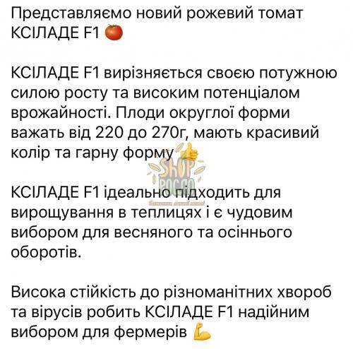 Семена томата Ксилад  F1, индет. ранний розовый гибрид, "Nunhems Bayer"  (Голландия), 500 шт