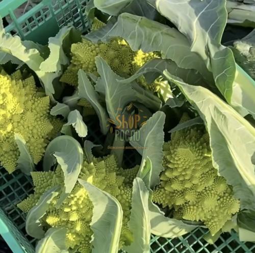Насіння капусти цвітної  (Романеско) Вероніка F1, середній гібрид, "Bejo"  (Голландія), 2 500 шт