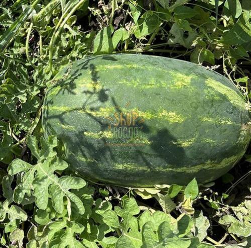 Семена арбуза Амина F1, ранний гибрид, "Clause" (Франция), 1 000 шт