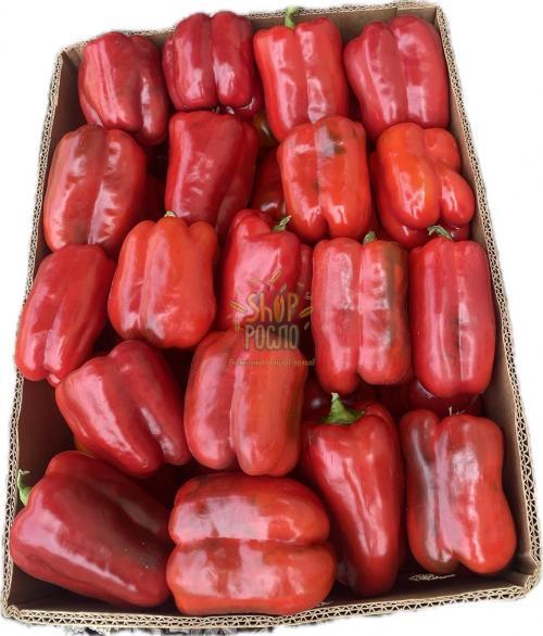 Насіння перцю Ред Джевел F1, ультраранній кубічний червоний гібрид, "Clause"  (Франція), 1 000 шт