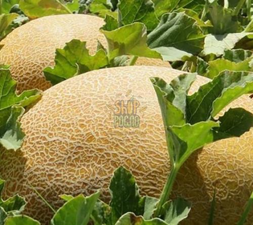 Семена дыни Фландер F1, ранний гибрид, тип Ананас, "Syngenta" (Швейцария), 500 шт